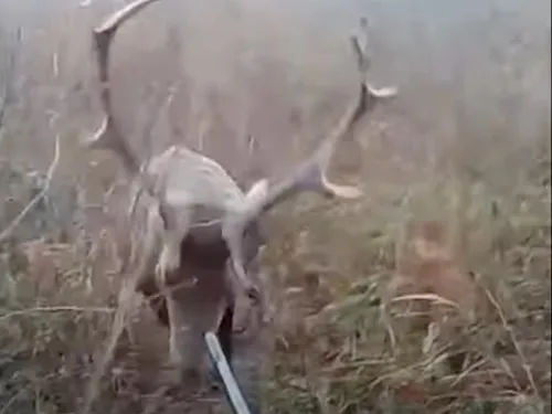 Un chasseur violemment attaqué par un cerf (Vidéo)